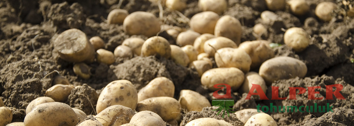 2020 Patates hasadı başladı