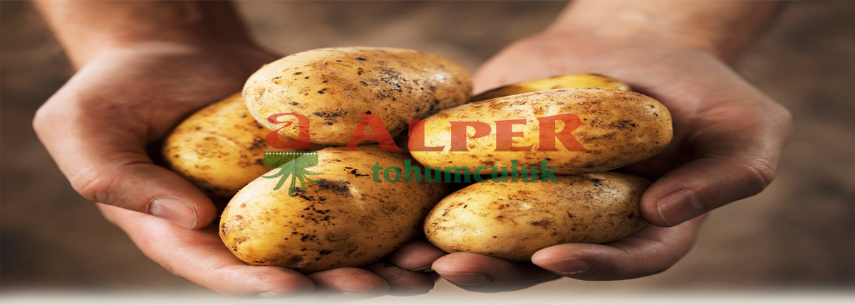Sertifikalı Patates Tohumu  Yetiştiriciliği