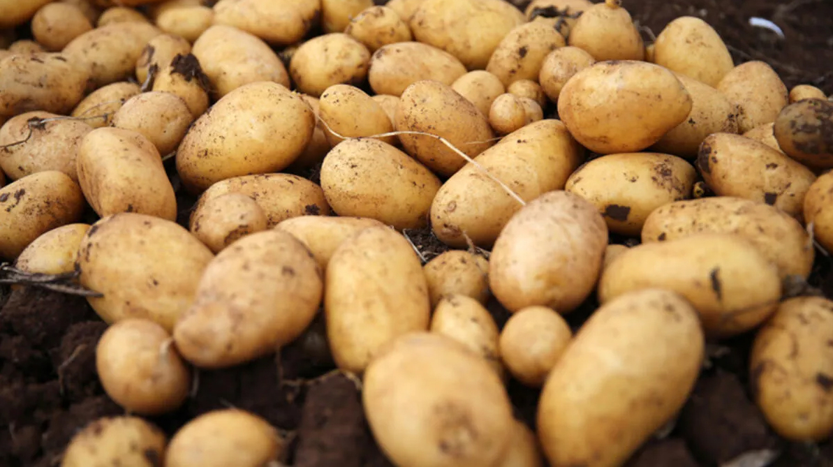Alper Tohumculuk | Patates Tohumu | Sertifikalı Patates Tohumu